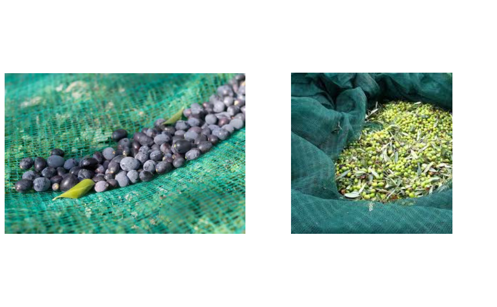 Efficient and labor saving!Olive harvest netting helps fruit farmers improve quality and increase income.
