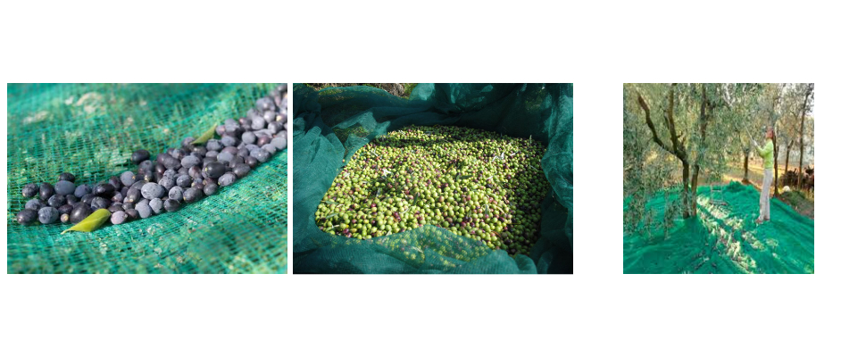 Usine de filets d'olive Usine de filets d'olive