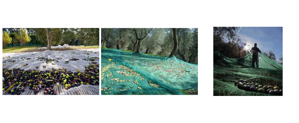 Fournisseur de filets de récolte d'olives à vendre
