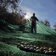 Green Olive Nets