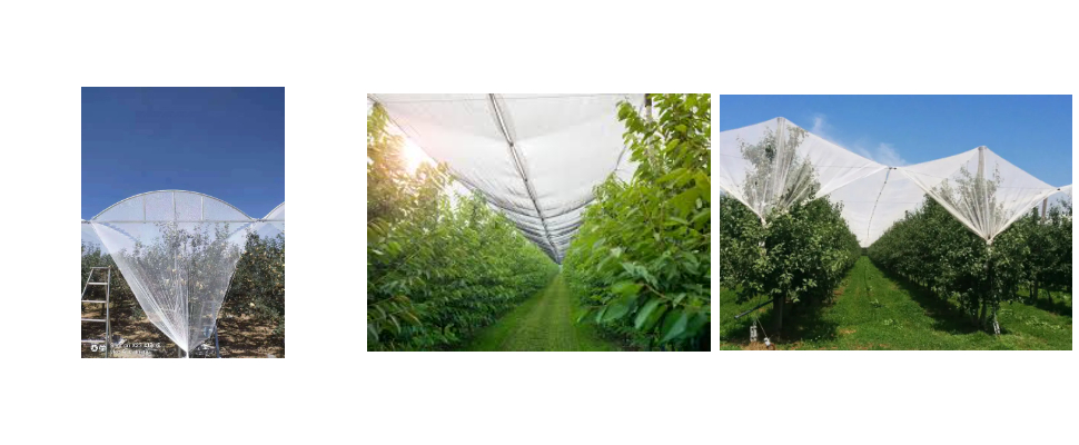 Supplier Anti Hail Net For Apple Tree Supplier Anti Hail Net For Apple Tree