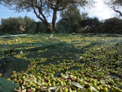 China Olive Harvest Net
