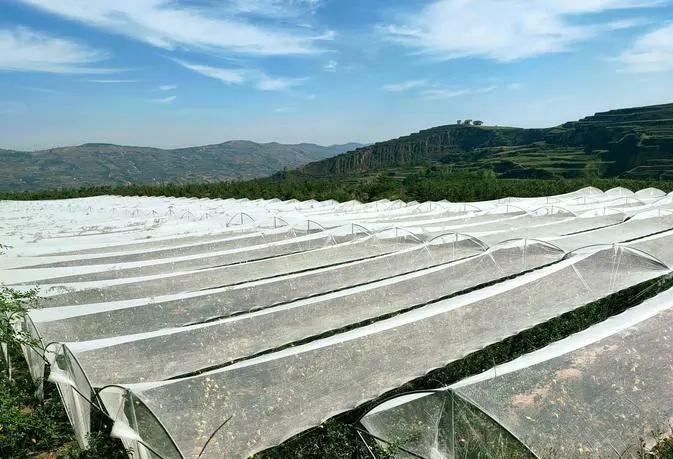 Filet anti-grêle d'usine à rayures noires, largeur 7 m, 50 g/m² Filet anti-grêle d'usine à rayures noires, largeur 7 m, 50 g/m²