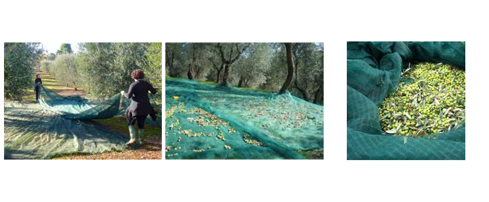 China Olive Net Supplier
