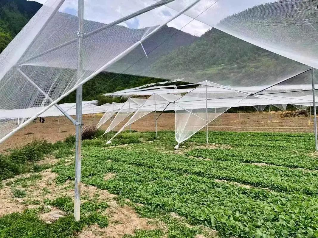 Fabricant de filets anti-grêle Green Pro, prix de gros