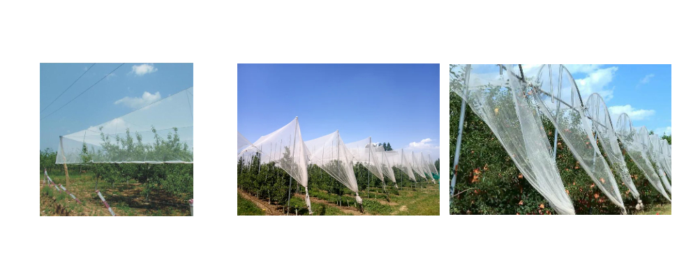 Filet anti-grêle pour pommiers, prix de gros