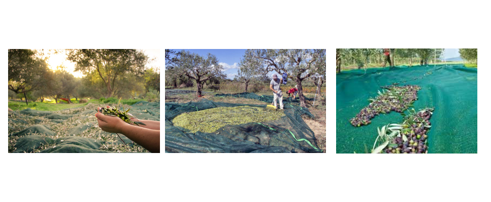 Olive Harvest Net Wholesale Price