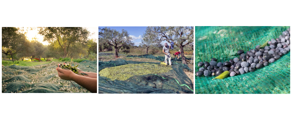 Hot Sale Tunisian Olive Net, Olive Net For Farming