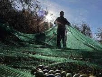 Global olive net surges,export wholesale prices contine to fluctuate.