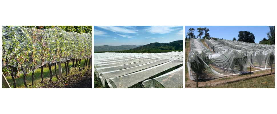 Fournisseur de filets anti-oiseaux et anti-grêle