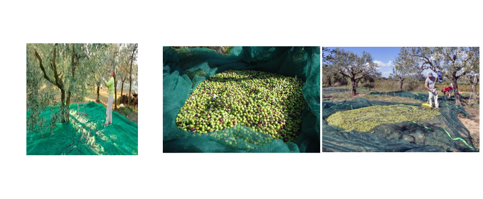 Filet d’olive HDPE agricole de haute qualité