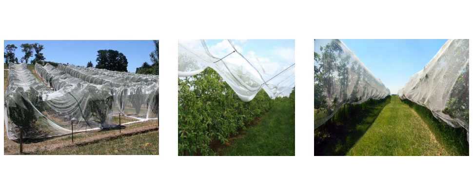 Supplier Hail Netting For Vineyards Supplier Hail Netting For Vineyards
