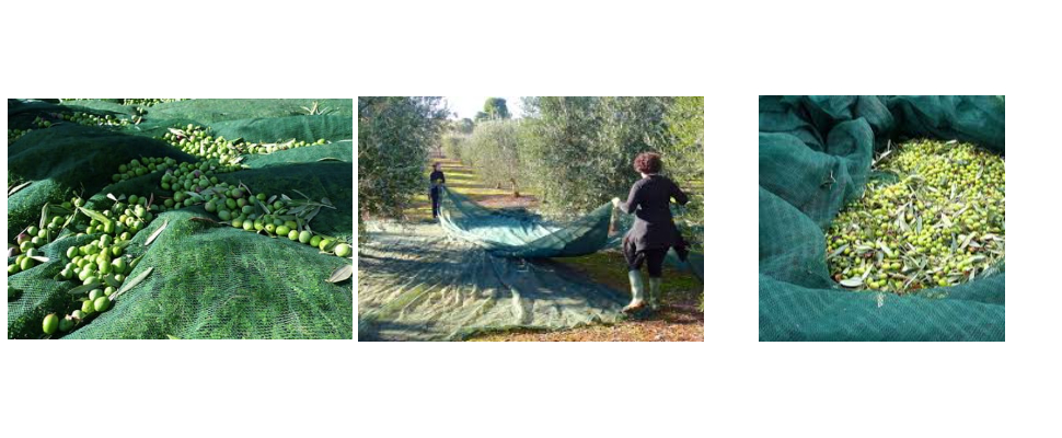 Olive Net Wholesale Price