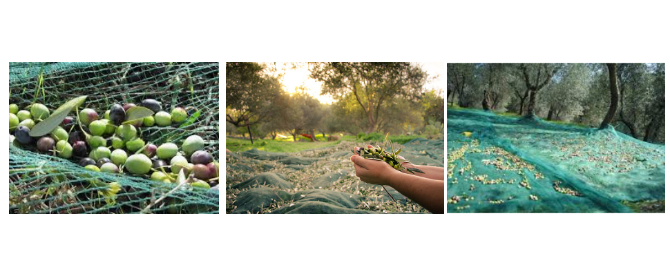 Proveedor de redes para olivos