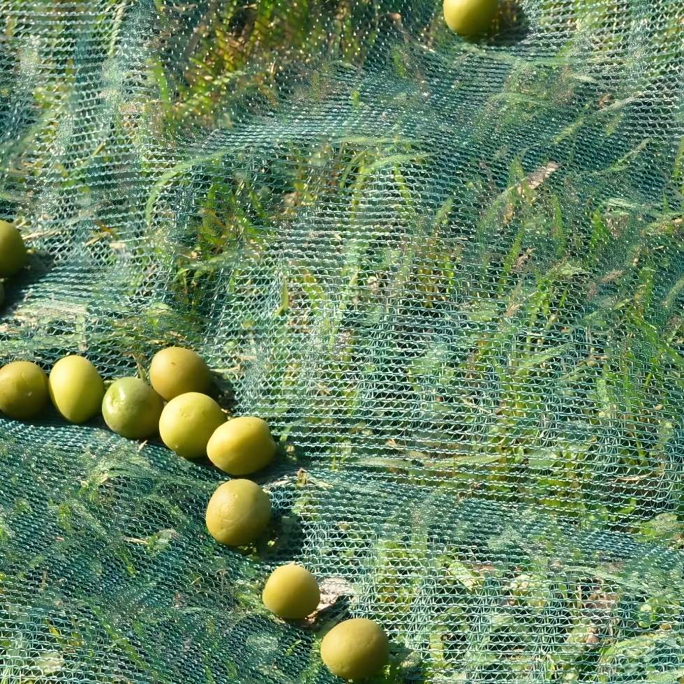 Olive Harvest Netting Factory,Olive Harvest Netting Supplier Olive Harvest Netting Factory,Olive Harvest Netting Supplier