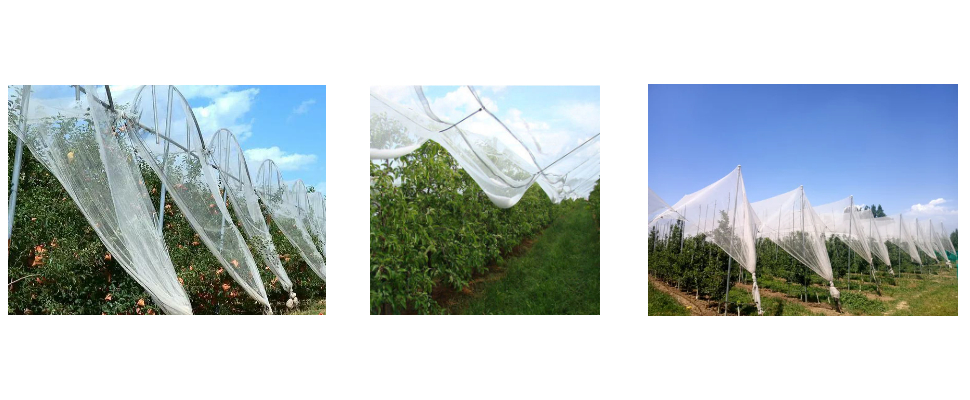 Fournisseur de filet anti-grêle