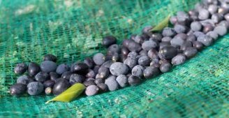 Efficient and labor saving!Olive harvest netting helps fruit farmers improve quality and increase income.