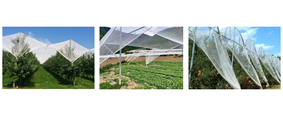 Proveedor de red anti granizo para Apple Proveedor de red anti granizo para Apple