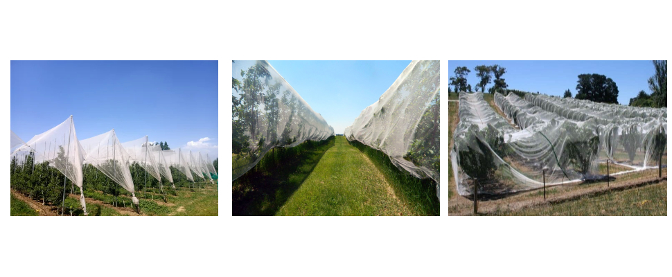 Precio al por mayor de red antigranizo para Apple Precio al por mayor de red antigranizo para Apple