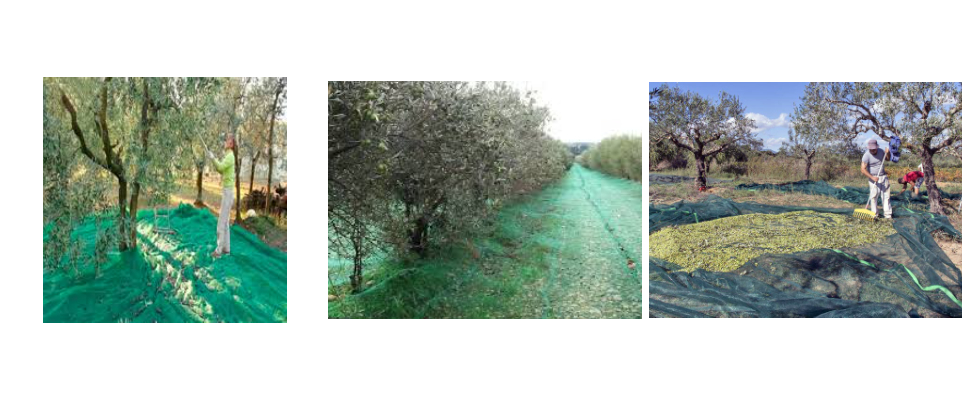 Fournisseur de filets de récolte d'olives