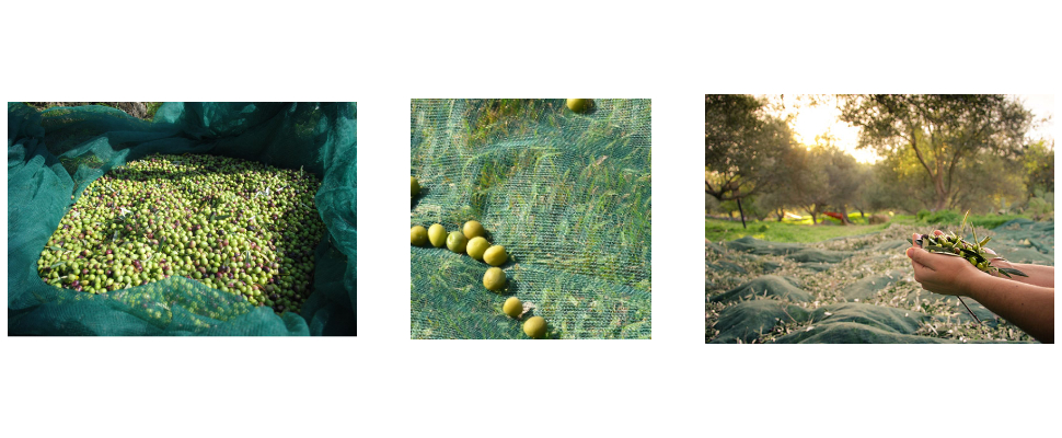 Precio al por mayor de redes de oliva Precio al por mayor de redes de oliva