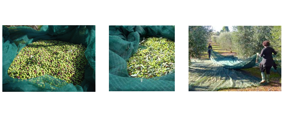 Olive Harvest Netting Factory Olive Harvest Netting Factory