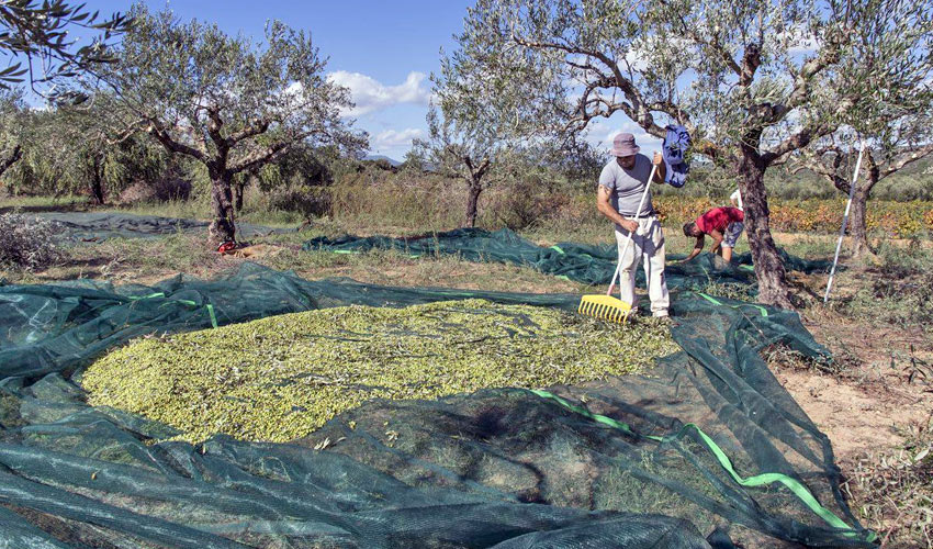 Olive Harvest Netting Factory,Olive Harvest Netting Supplier Olive Harvest Netting Factory,Olive Harvest Netting Supplier