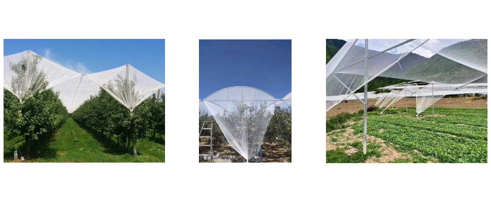 Filet anti-grêle en plastique anti-UV attrayant et durable pour les vignobles