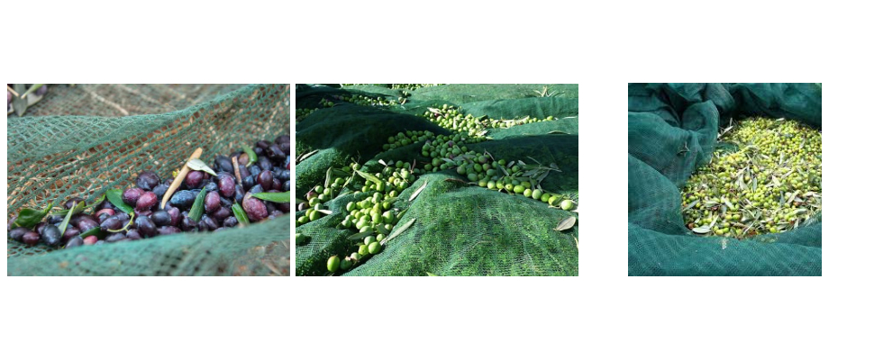 Olive Nets Supplier