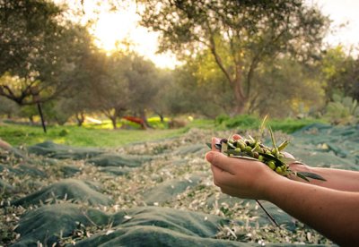 Triangular Mesh Olive Net