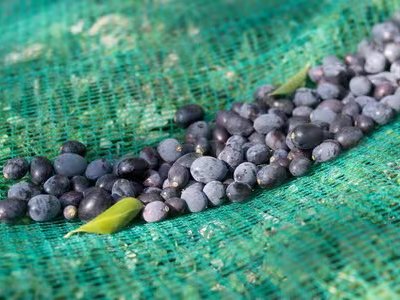 Efficient and labor saving!Olive harvest netting helps fruit farmers improve quality and increase income.