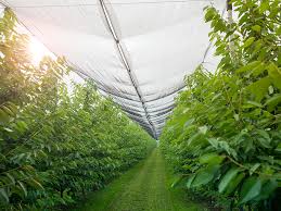 Filet anti-abeilles et anti-grêle en fil rond de 5 m de large, prix d'usine