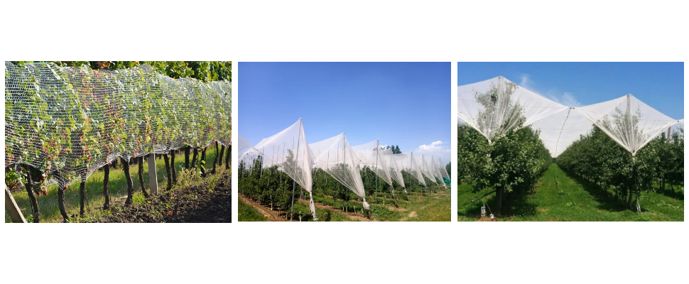 Exported High Tensile Strength 50g/m2 To 90g/m2 UV Resistant HDPE Anti Hail Net For Vineyards Exported High Tensile Strength 50g/m2 To 90g/m2 UV Resistant HDPE Anti Hail Net For Vineyards