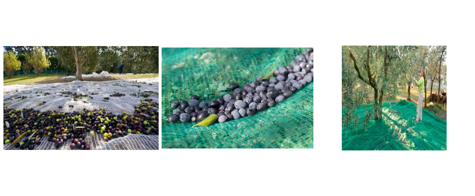 Precio al por mayor de mallas para la recolección de aceitunas Precio al por mayor de mallas para la recolección de aceitunas