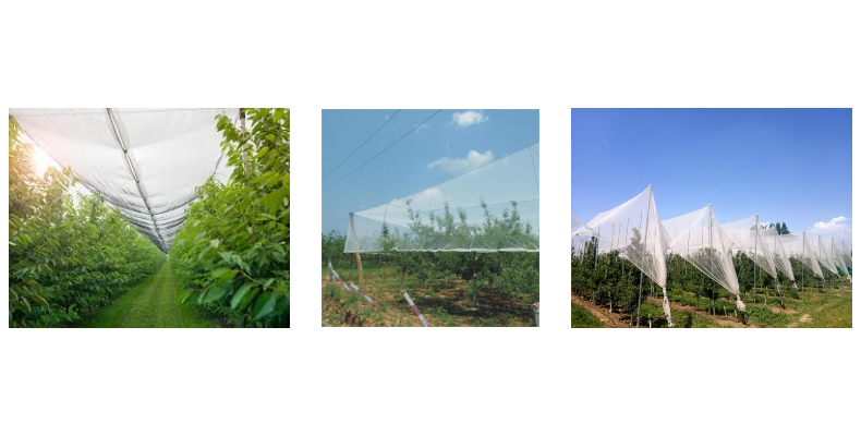 Factory HDPE Warp Knitted Black Edge 140GSM Orchard Hail Netting Factory HDPE Warp Knitted Black Edge 140GSM Orchard Hail Netting