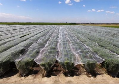 Anti Hail Net For Apple Price