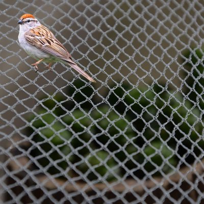 Bird And Hail Netting