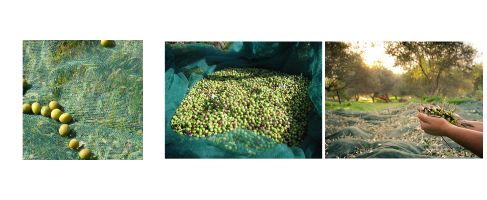 Olive Harvest Netting Supplier Olive Harvest Netting Supplier