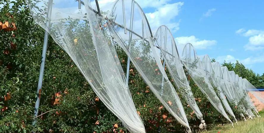 Commercial Hail Netting