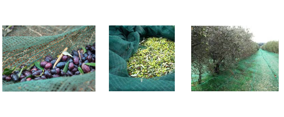 Prix ​​de gros des filets d'olivier