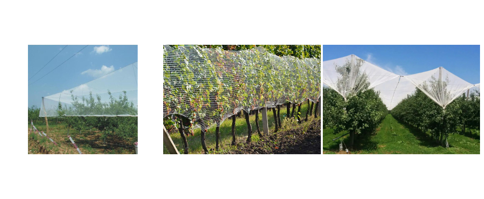 Malla transparente fuerte anti UV PE de protección contra granizo exportada a Yemen Malla transparente fuerte anti UV PE de protección contra granizo exportada a Yemen