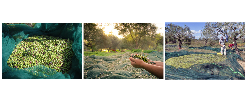 Мировой рынок оливок резко вырос, экспортные оптовые цены продолжают колебаться.