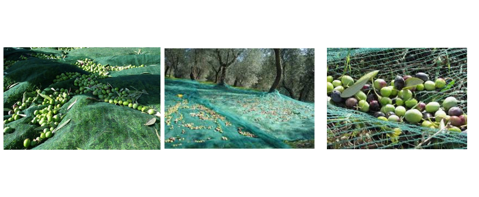 Prix ​​de gros du filet de capture d'olives