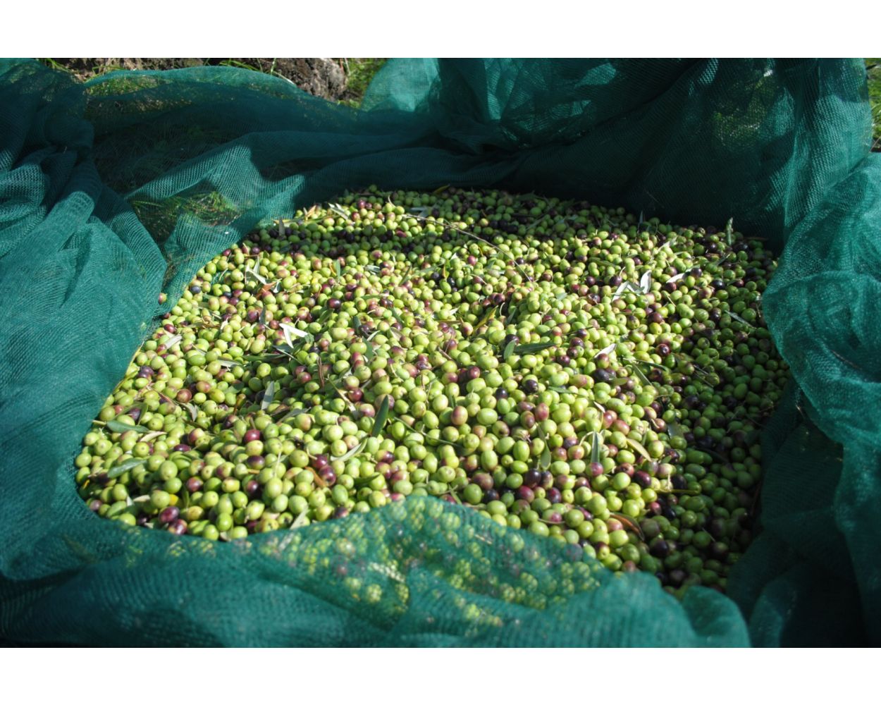 Olive Tree Netting Supplier Olive Tree Netting Supplier