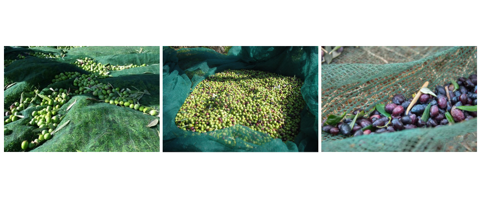 Usine de filets de récolte d'olives