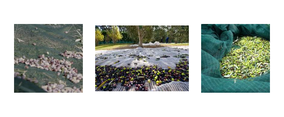 Filet d’olive en plastique vert et filet de récolte de fruits