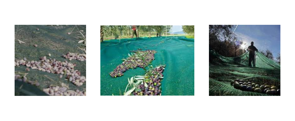 Olive Tree Net Supplier