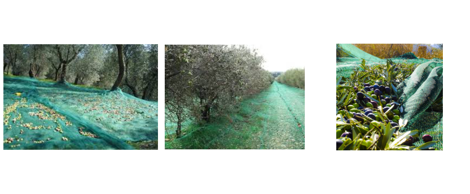 Olive Tree Net Wholesale Price